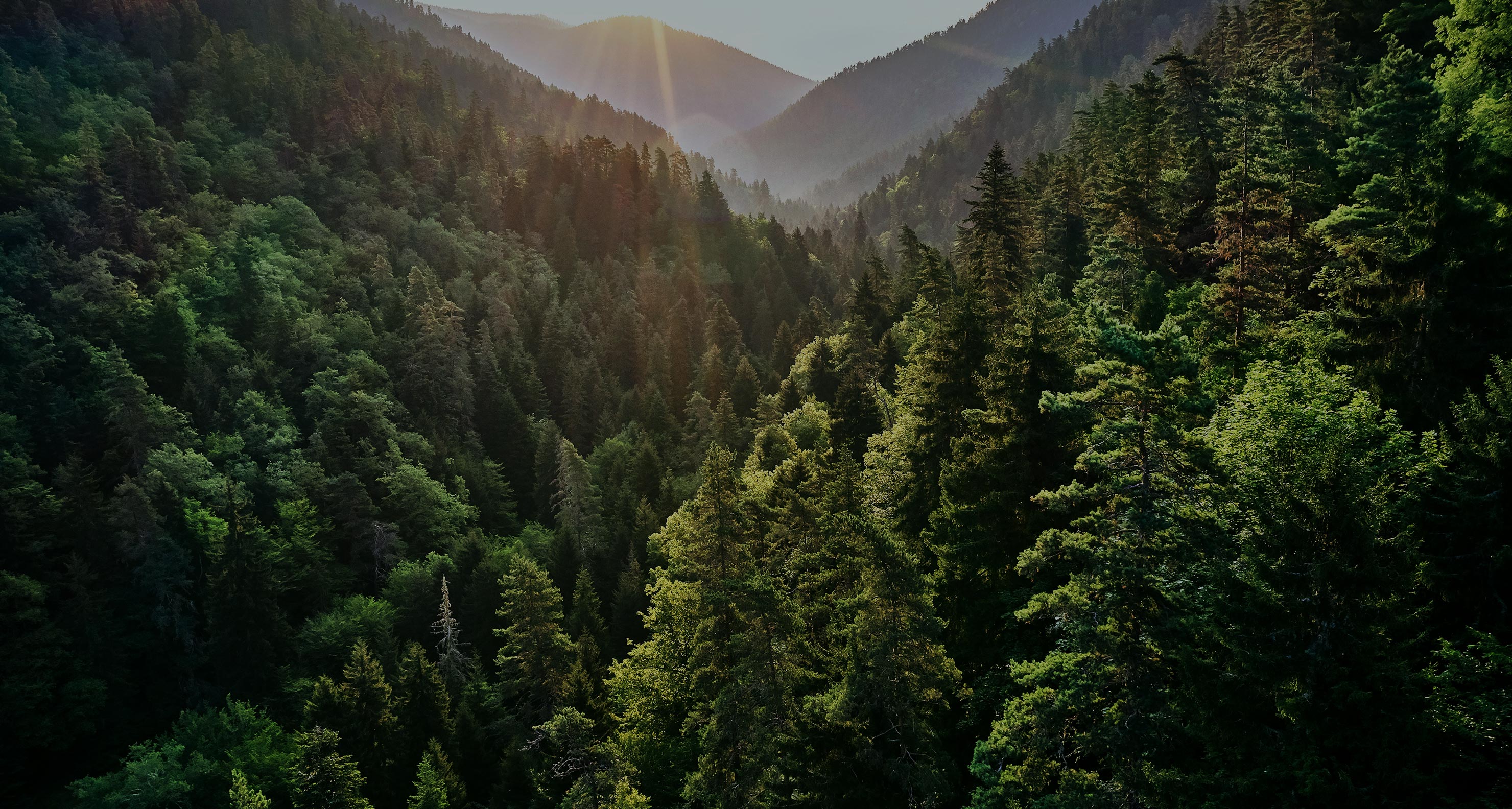 Fondo-forestale-italiano-desk