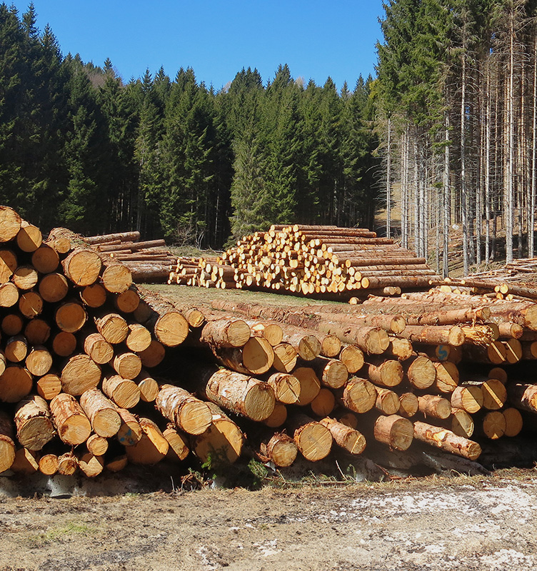 Rimozione Alberi Caduti