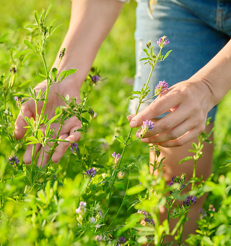 Foraging: cos'è e dove si pratica